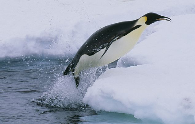 10 Facts About Emperor Penguins National Geographic Kids