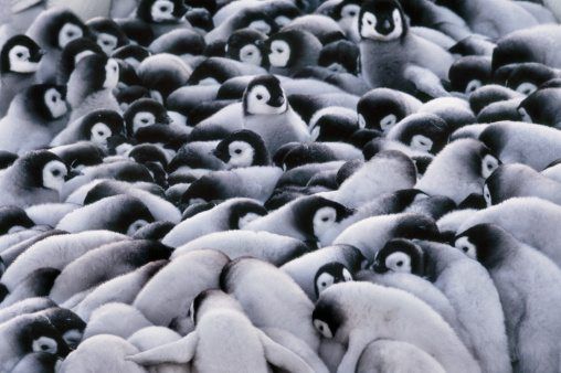 10 Facts About Emperor Penguins National Geographic Kids