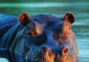 10 Hippo Facts National Geographic Kids - 