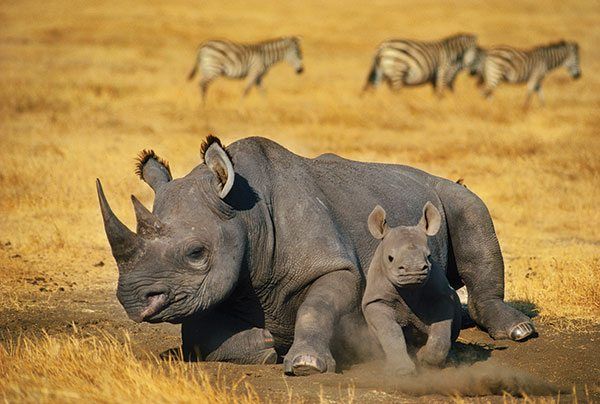 African Rhinoceros Facts