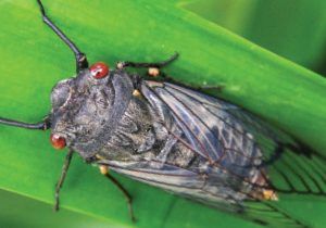 The Butterfly Life Cycle! National Geographic Kids