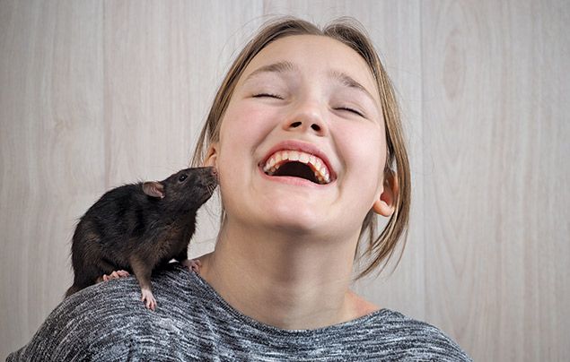 10 Facts About Rats Animals National Geographic Kids