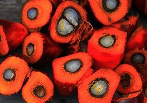 What Is Palm Oil Facts For Kids National Geographic Kids